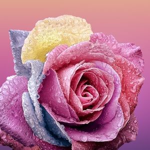 Meet your Posher, Lori